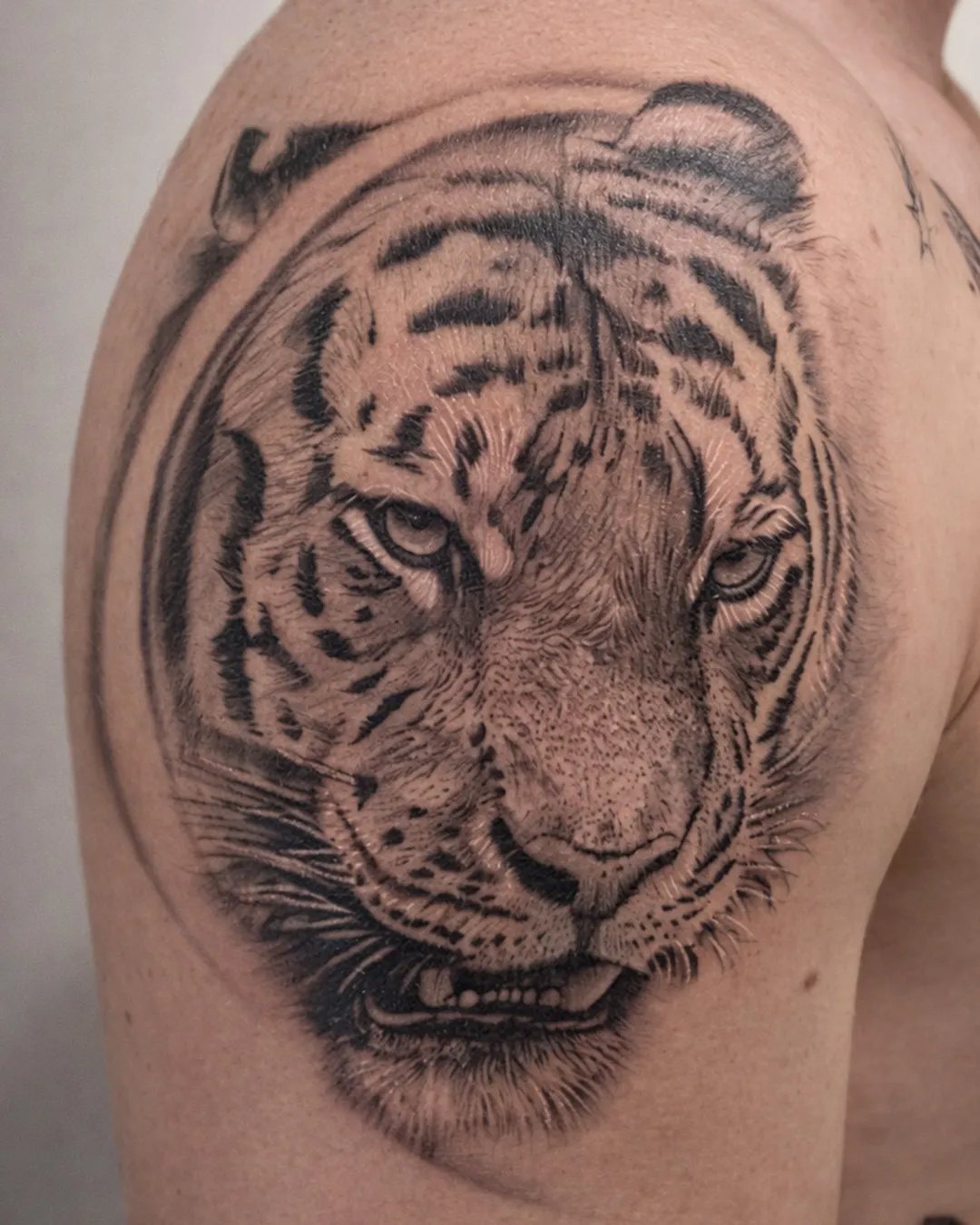 Tatouage tigre réaliste en black and grey sur l’épaule et le haut du bras, réalisé par Jordan à Saint-Denis, La Réunion